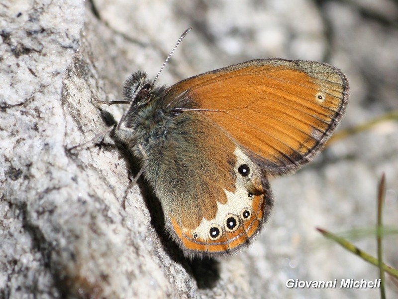 Coenonympha darwiniana ? S